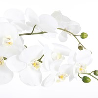 Kunstplant Mica Phalaenopsis orchideeën wit in plastic pot 79x51cm-1