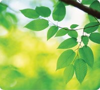 Fellowes Muismat Earth Series bladeren-2