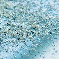 Snippers-Dahle-41534