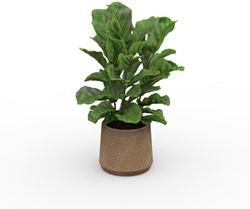 Grote kunstplant Ficus Lyrata in touw pot 120cm hoog